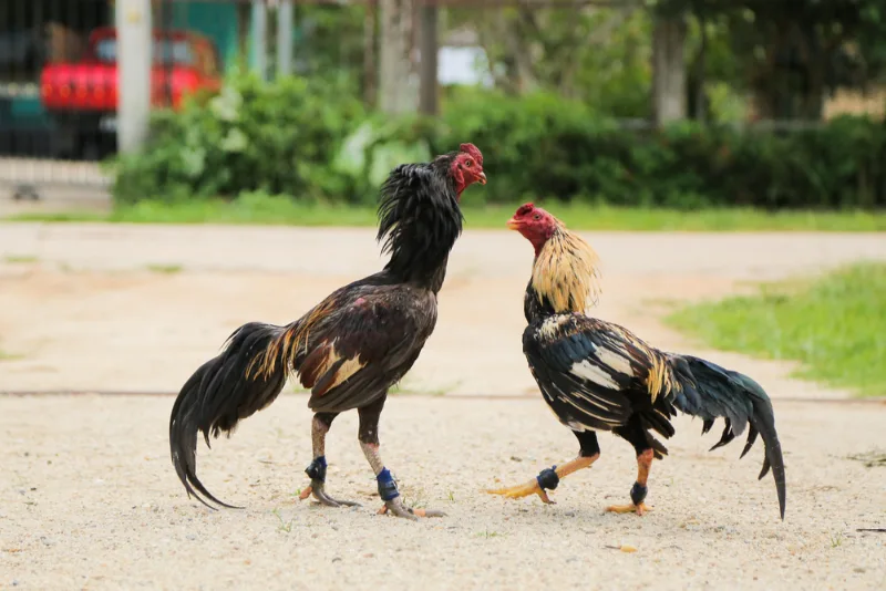 A few things about popular Thomo cockfighting today?